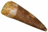 Fossil Plesiosaur (Zarafasaura) Tooth - Morocco #349876-1
